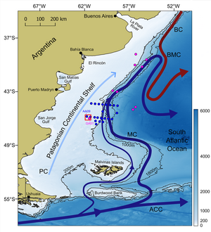 Patagonian continental shelf in the Atlantic Ocean. The area of Harmfull algae bloom is in the red square, within which pink dot shows the November 16 sampling, Blue dot the 25 November one (the other pink and blue dots correspond to other sampling during each of the two oceanographic cruises). ACC: Antarctic Circumpolar Current, MC: Malvinas Current, BC: Brazil Current, BMC: Brazil–Malvinas Confluence, and PC: Patagonian Current. (from [Guinder et al., 2025], credit IADO-CONICET)