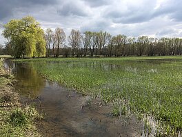 Photo of the Selestat wetlands (Credits H. Yésou, Sertit/Icube)