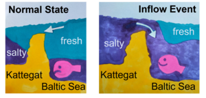 Vertical stratification and ventilation of the deep layers during normal state and a major Baltic inflow event (modified from [Esselborn et al., 2025]). 