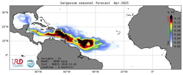 Sargassum forecast for April 2025, computed in November 2024 from observations made at that time. (credit IRD/Legos)