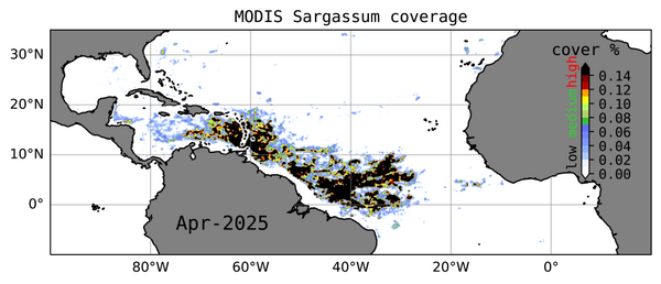 Sargassum observations (Modis sensor) for April 2025, to compare with the forecast 7 months in advance (credit IRD/Legos)